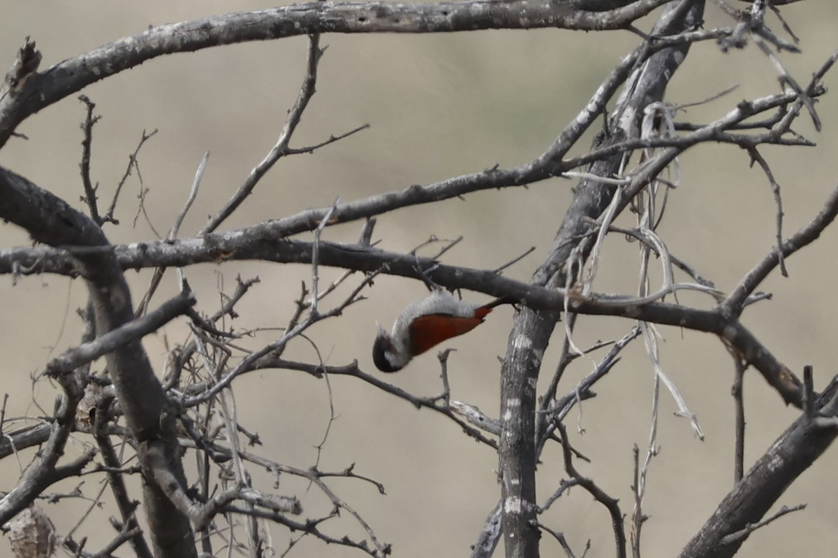 Scarlet-backed Woodpecker - ML643171874