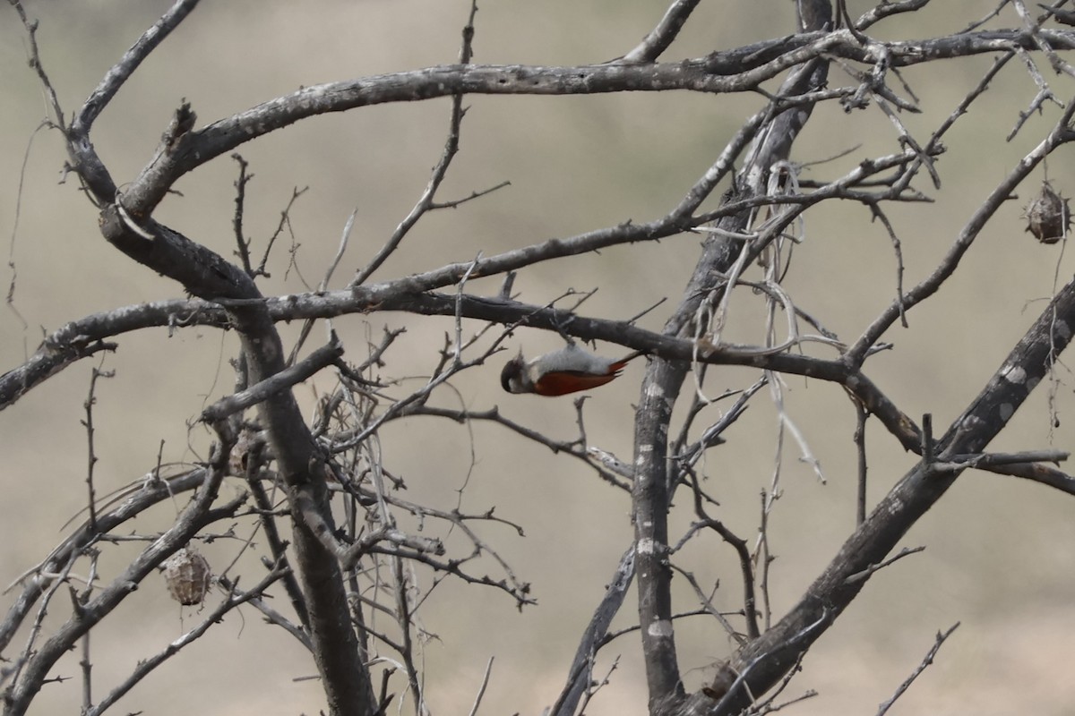 Scarlet-backed Woodpecker - ML643171875