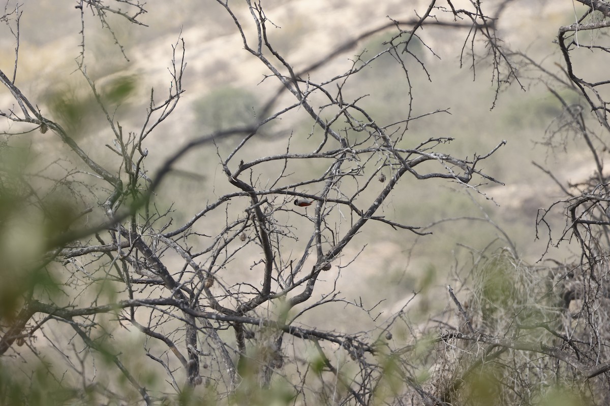Scarlet-backed Woodpecker - ML643171876
