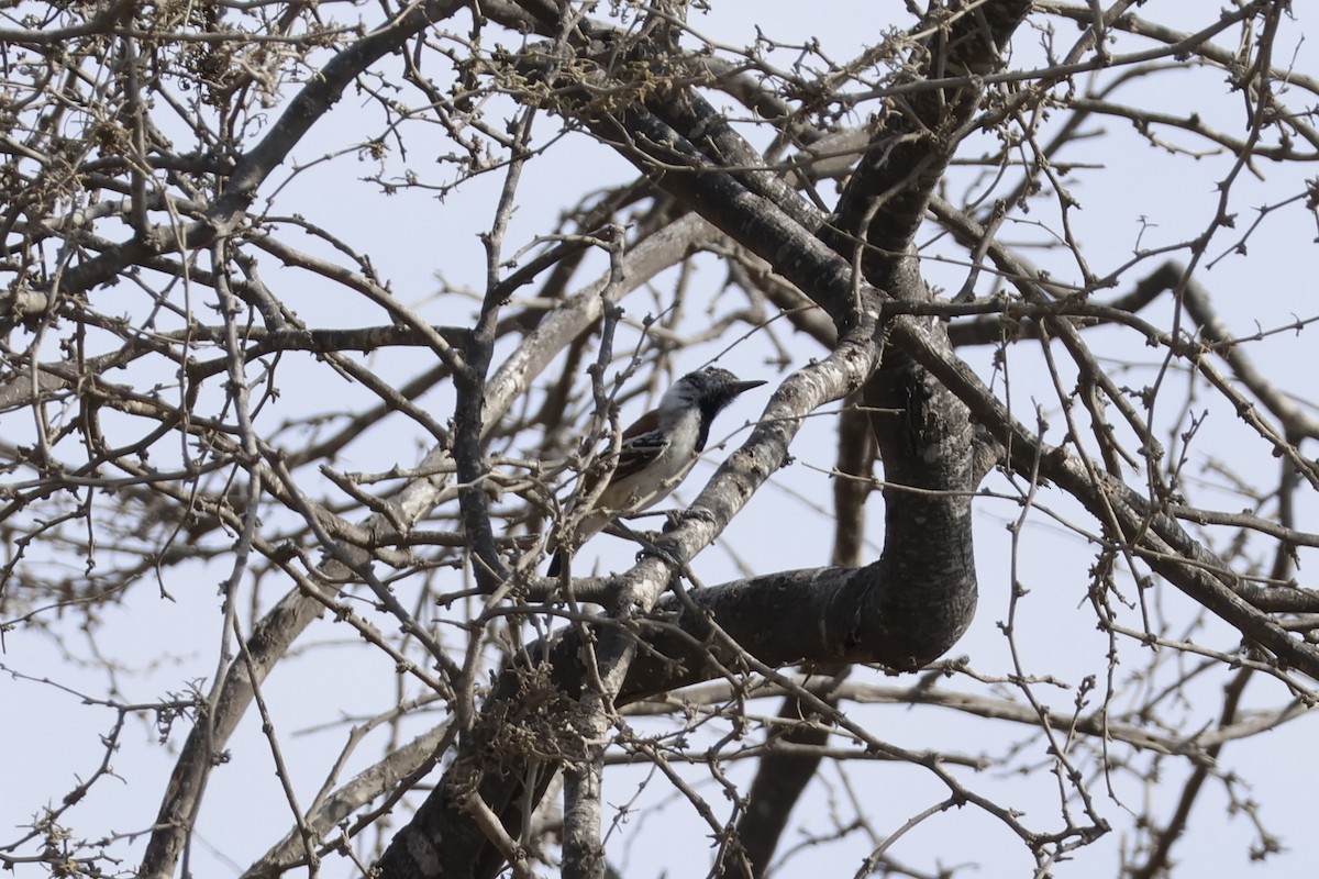 Collared Antshrike (Collared) - ML643171878