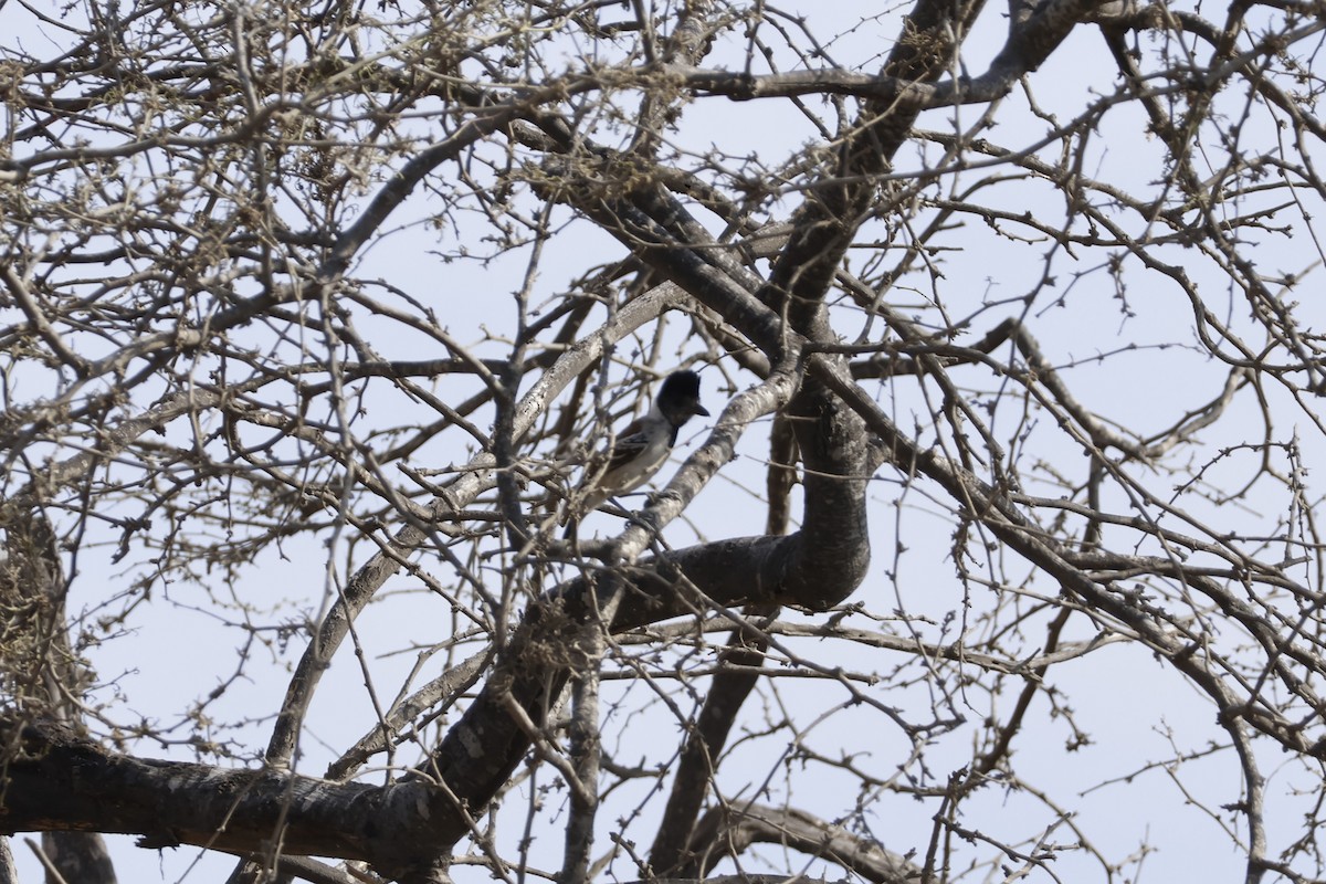 Collared Antshrike (Collared) - ML643171879