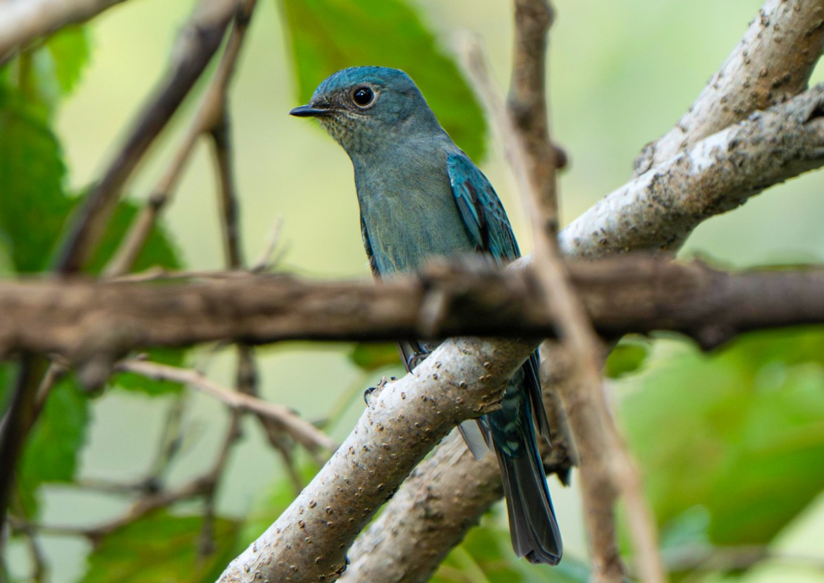 Verditer Flycatcher - ML643171880