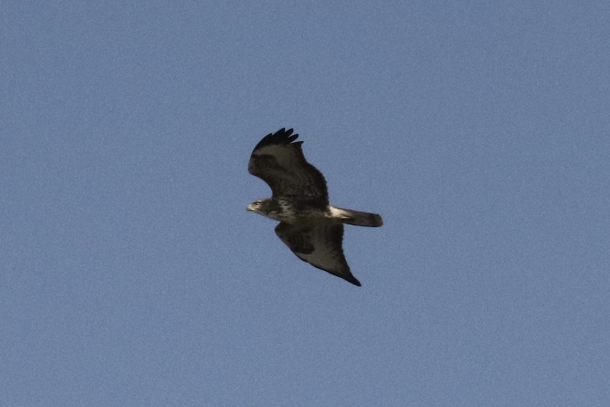 Buse variable (buteo) - ML643171919