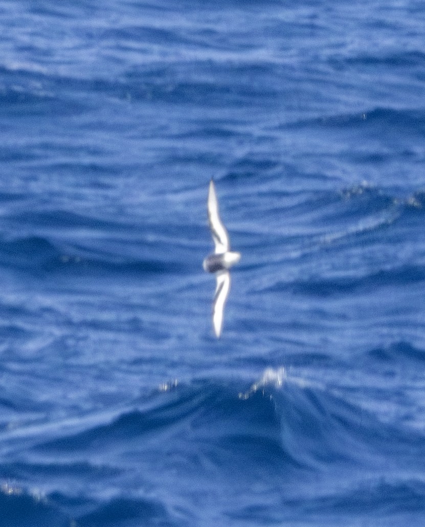 Mottled Petrel - ML643171922
