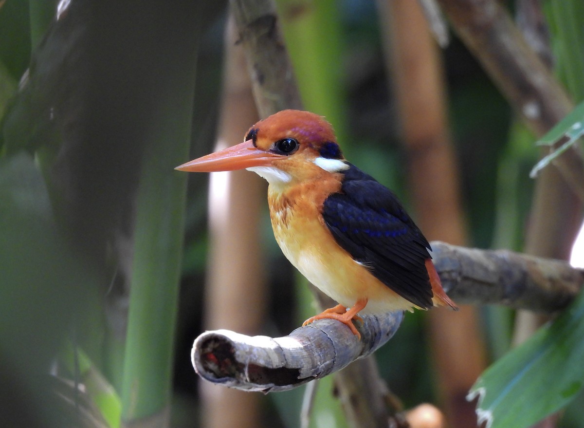 Black-backed Dwarf-Kingfisher - ML643171923