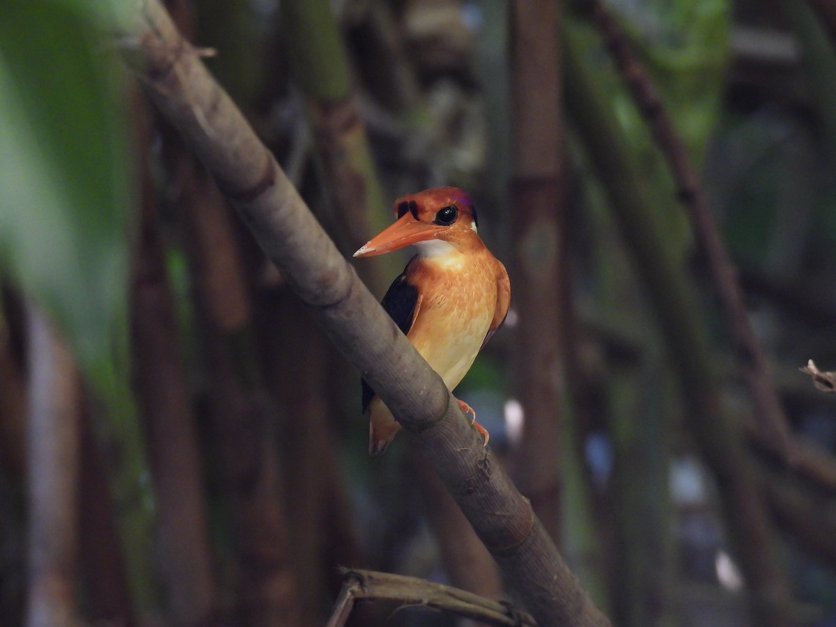 Black-backed Dwarf-Kingfisher - ML643171924