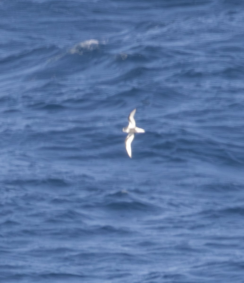 Mottled Petrel - ML643171981