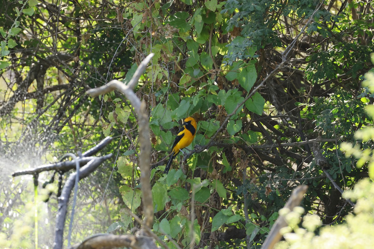 White-edged Oriole - ML643171997