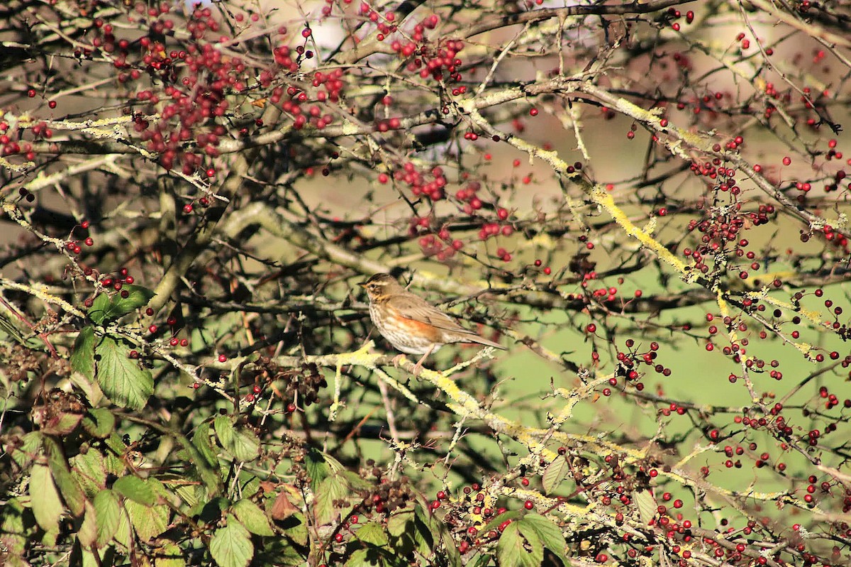 Redwing - ML643172003