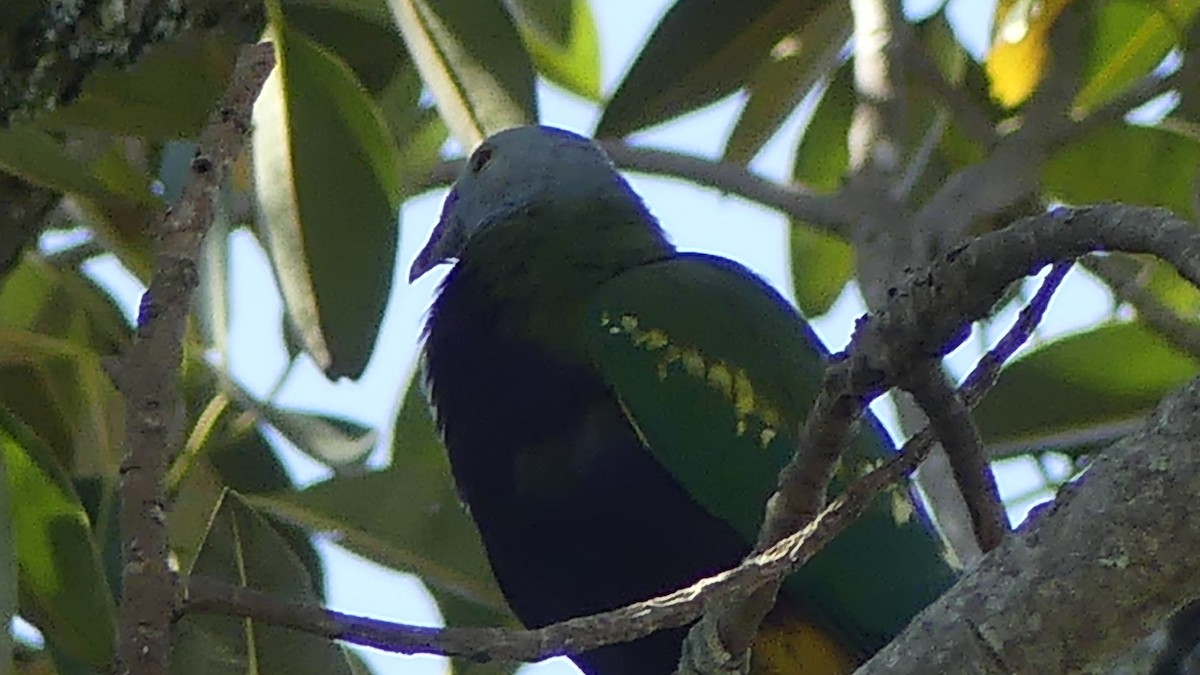Wompoo Fruit-Dove - ML643172012