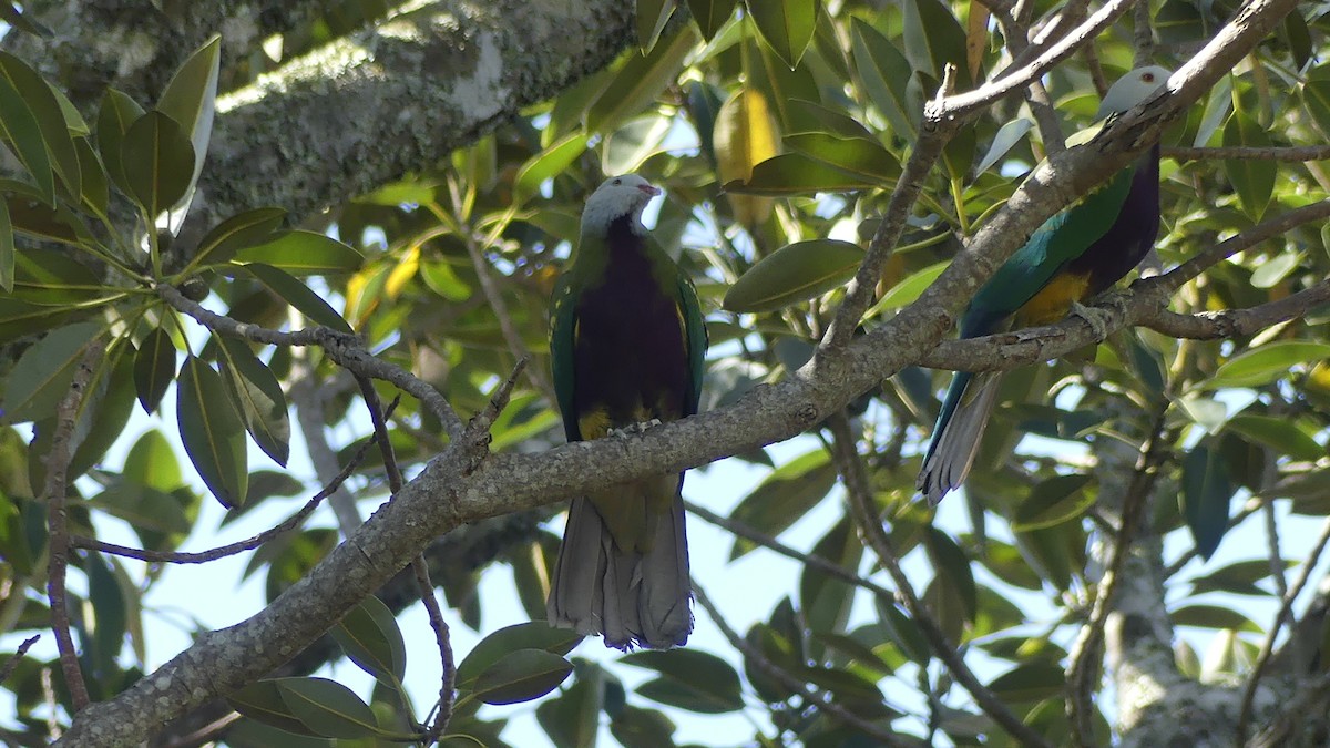 Wompoo Fruit-Dove - ML643172013
