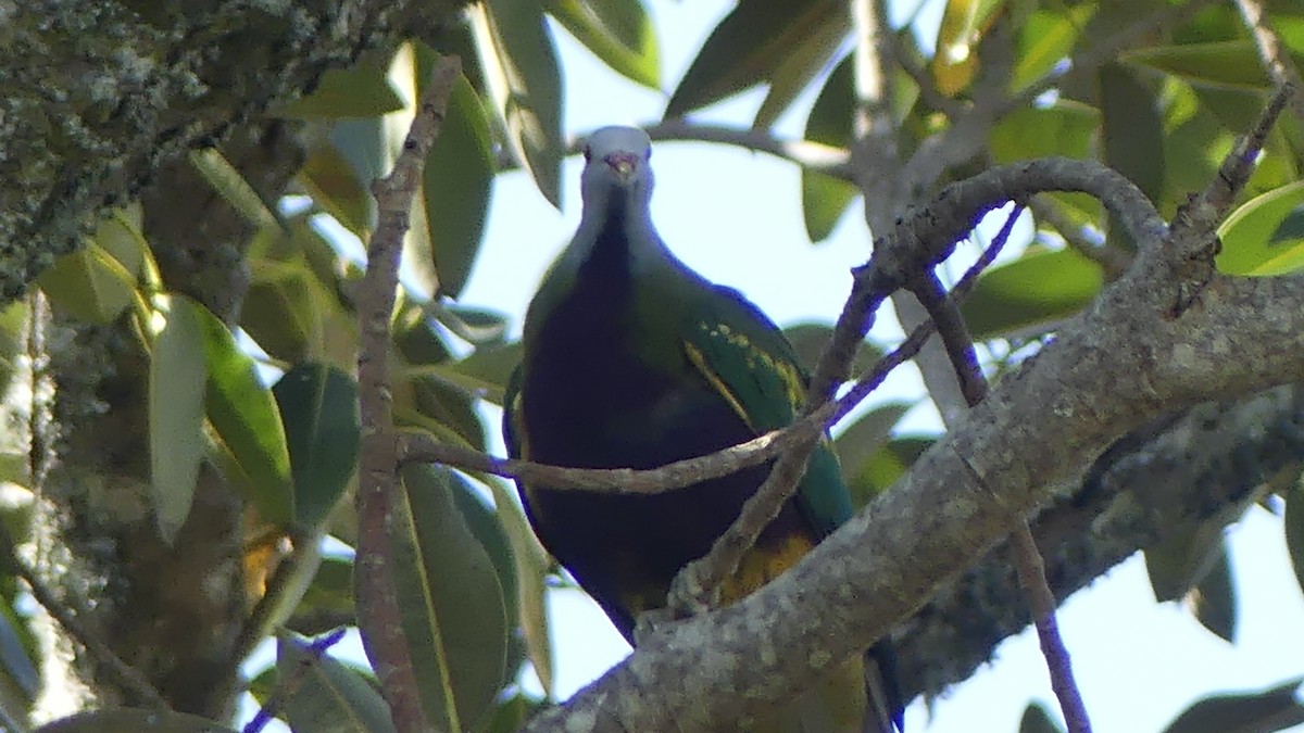 Wompoo Fruit-Dove - ML643172014