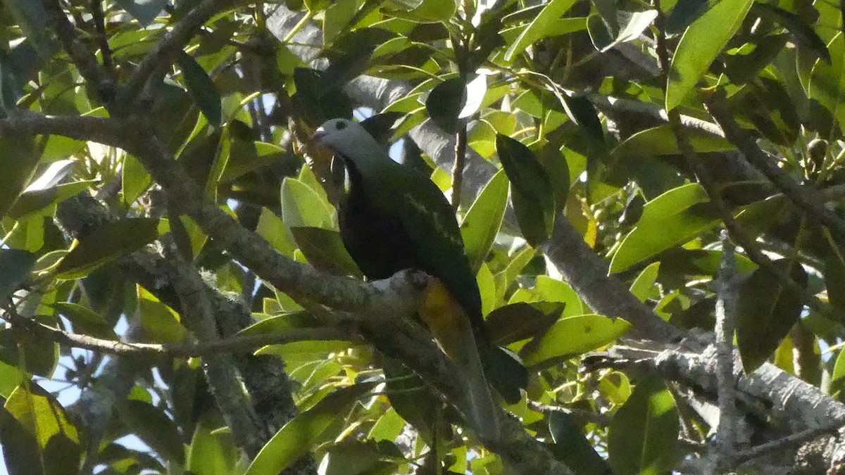 Wompoo Fruit-Dove - ML643172015