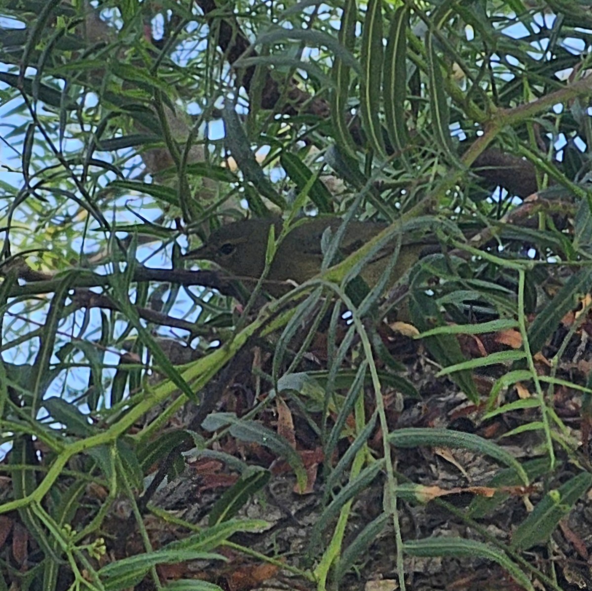 Orange-crowned Warbler - ML643172027