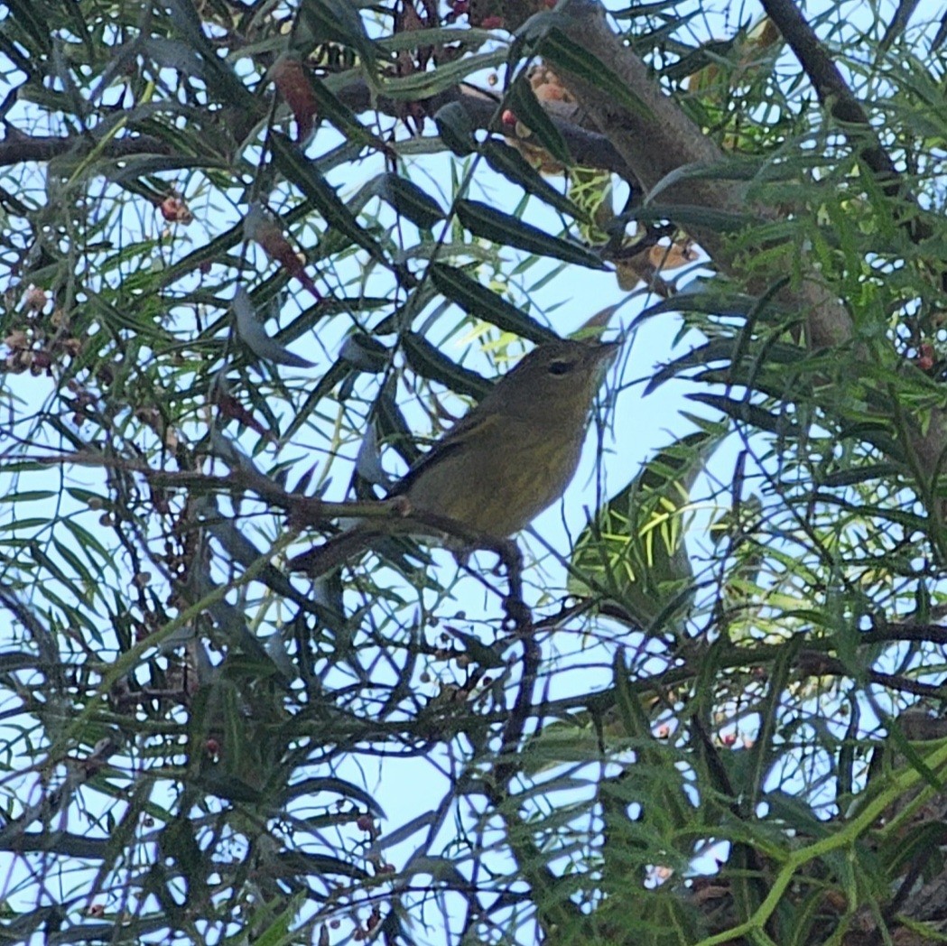 Orange-crowned Warbler - ML643172028