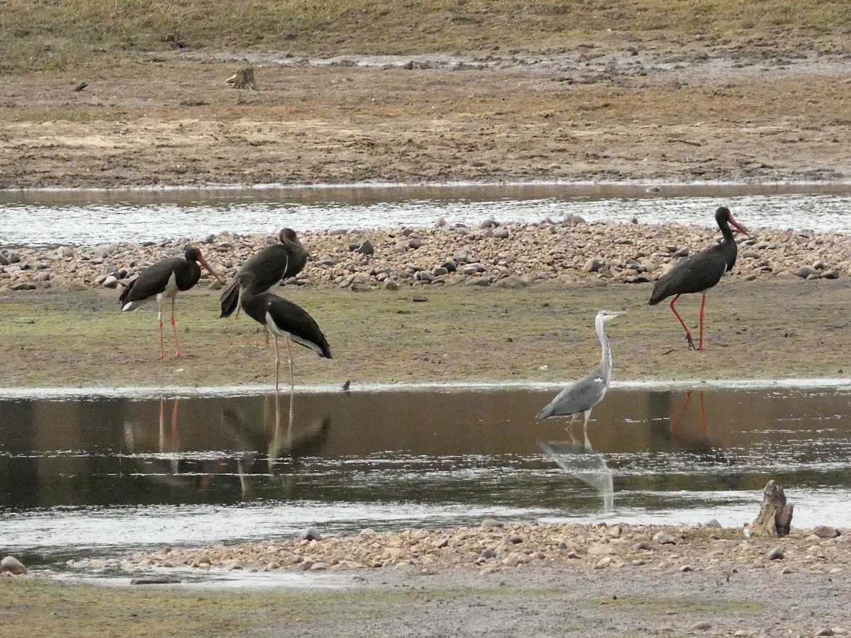 Black Stork - ML643172034