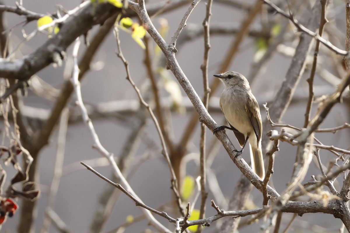 Tumbesian Tyrannulet - ML643172035