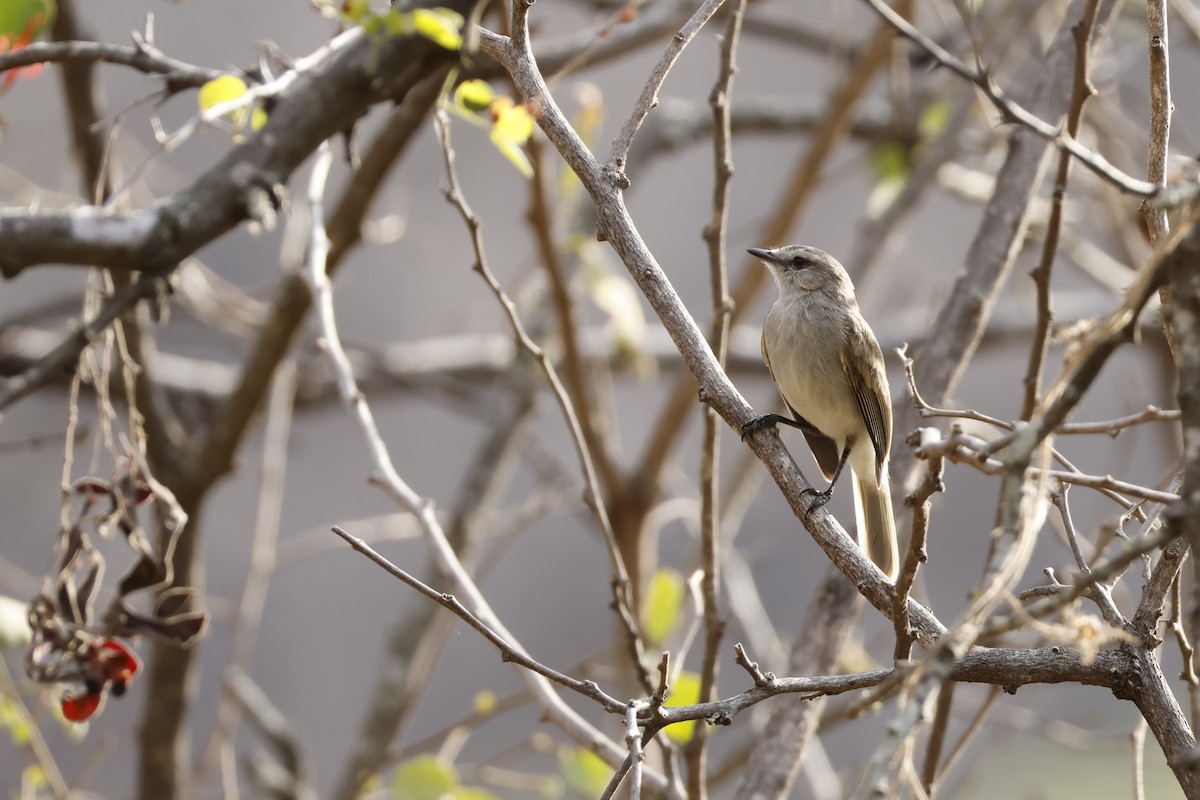 Tumbesian Tyrannulet - ML643172036