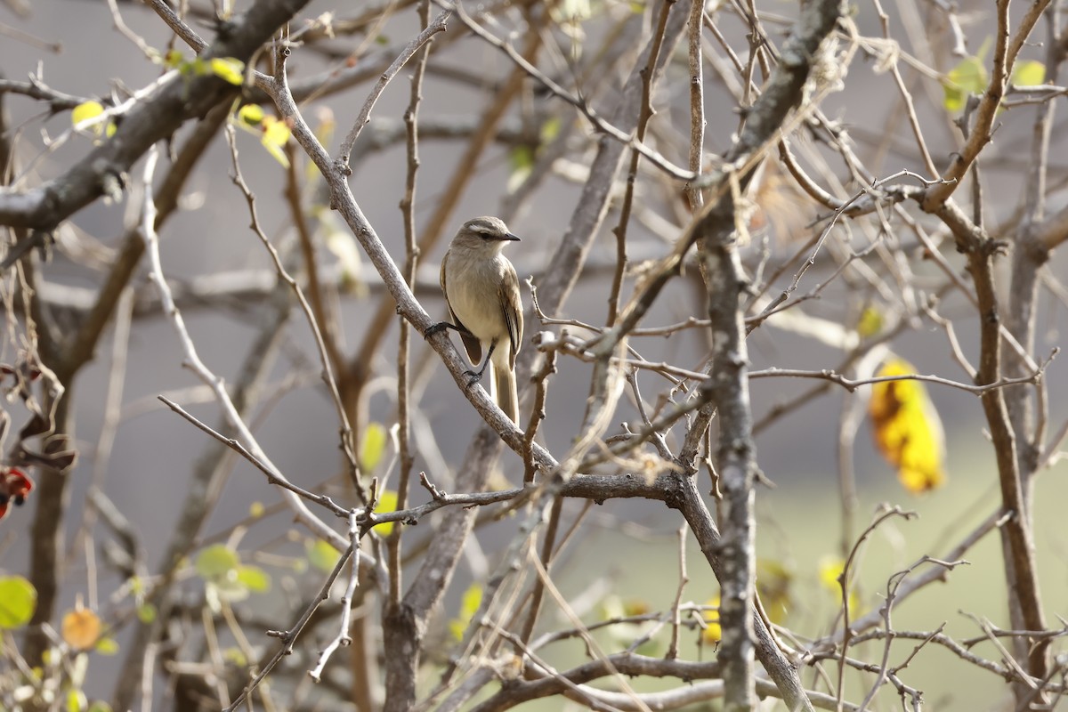 Tumbesian Tyrannulet - ML643172038