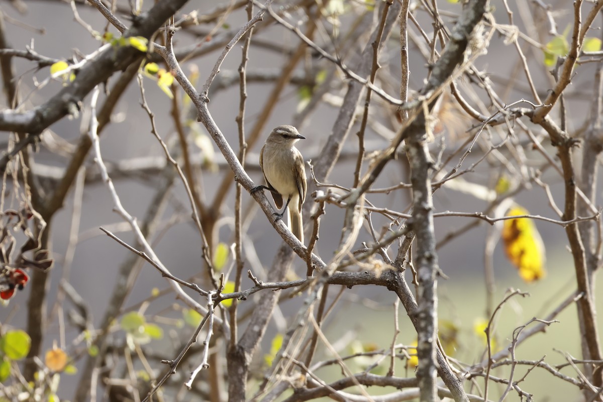 Tumbesian Tyrannulet - ML643172039