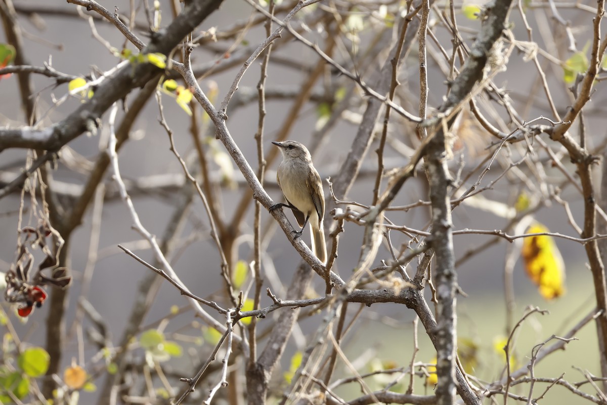Tumbesian Tyrannulet - ML643172040