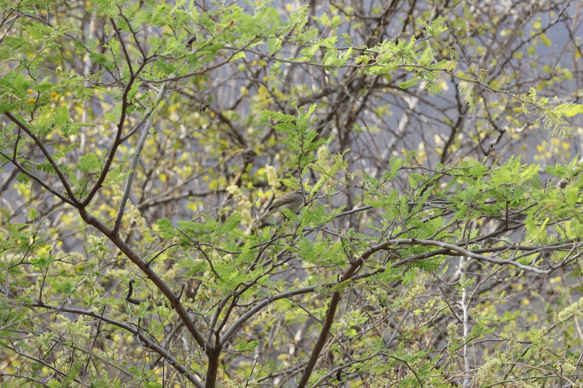 Tumbesian Tyrannulet - ML643172041