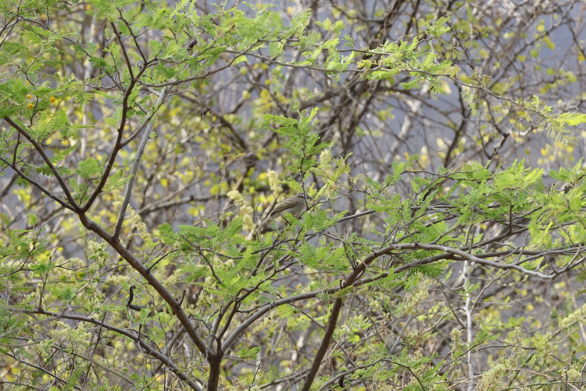 Tumbesian Tyrannulet - ML643172042