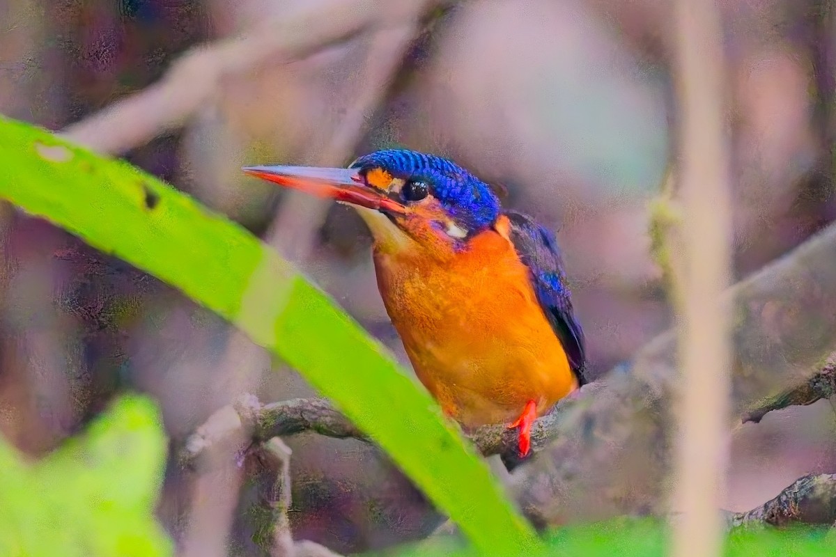 Blue-eared Kingfisher - ML643172054