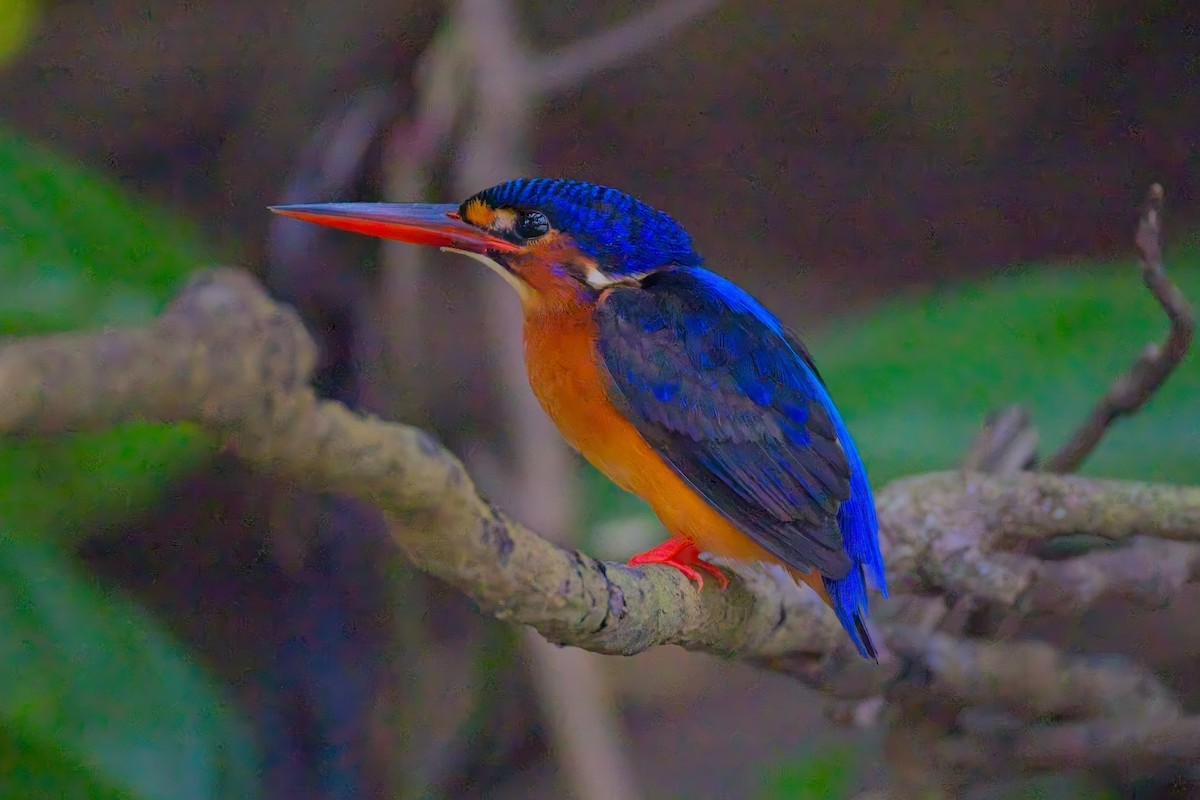 Blue-eared Kingfisher - ML643172055