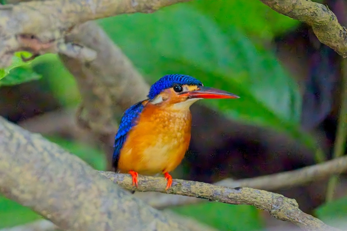 Blue-eared Kingfisher - ML643172065