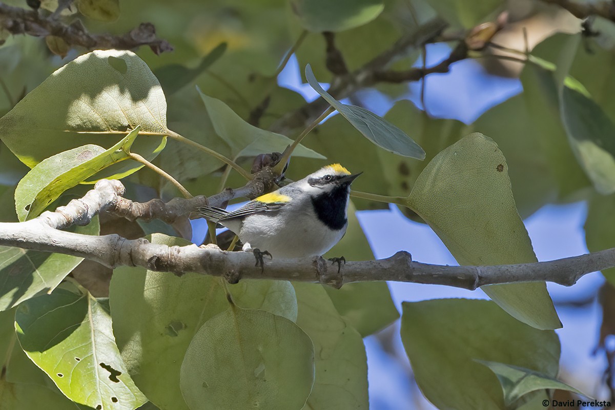 gullvingeparula - ML643172078