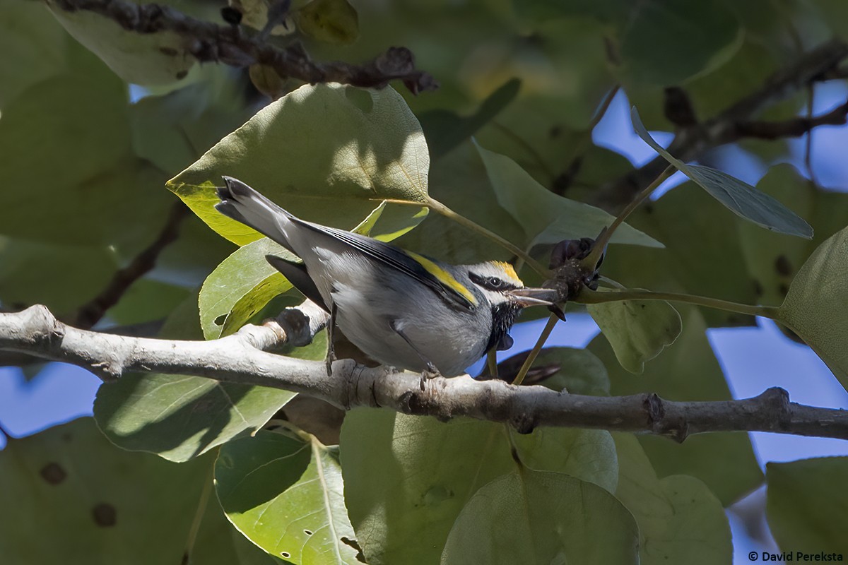 gullvingeparula - ML643172080