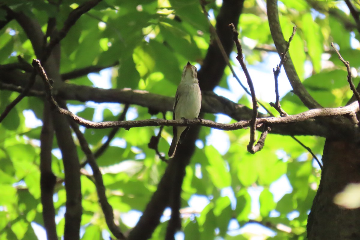Asian Brown Flycatcher - ML643172081