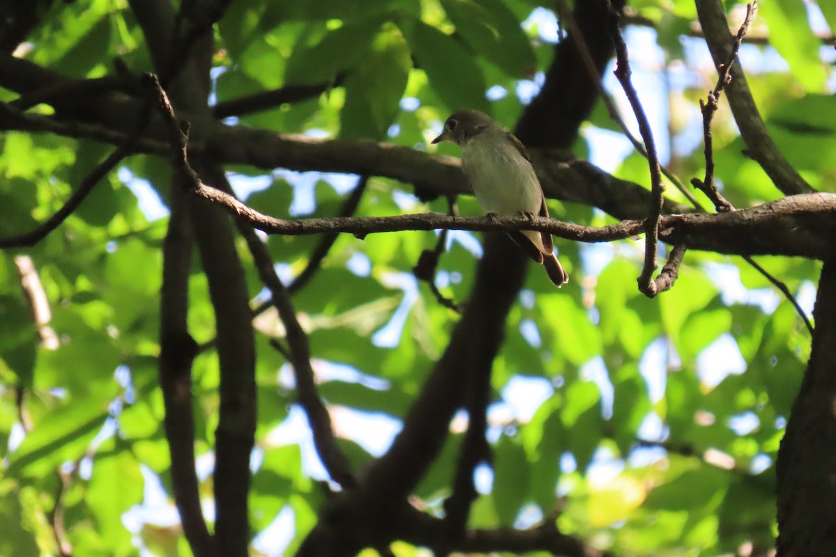 Asian Brown Flycatcher - ML643172082