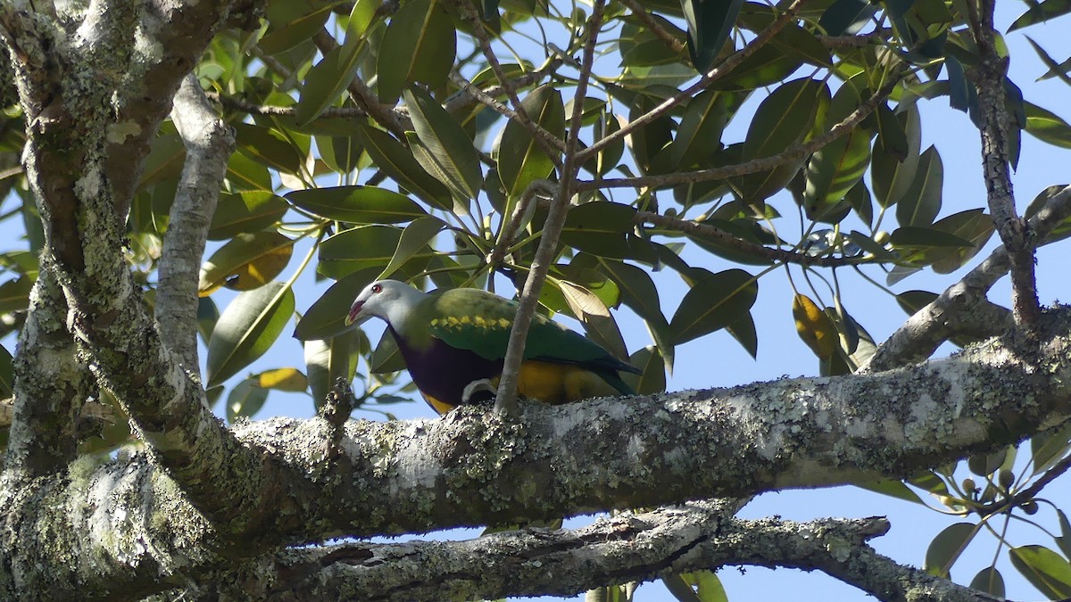 Wompoo Fruit-Dove - ML643172086