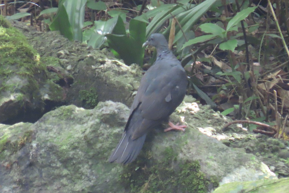 カラスバト - ML643172088