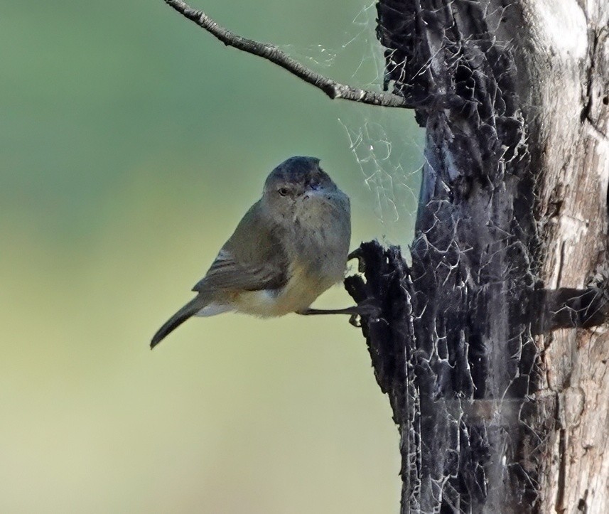 Weebill - ML643172105