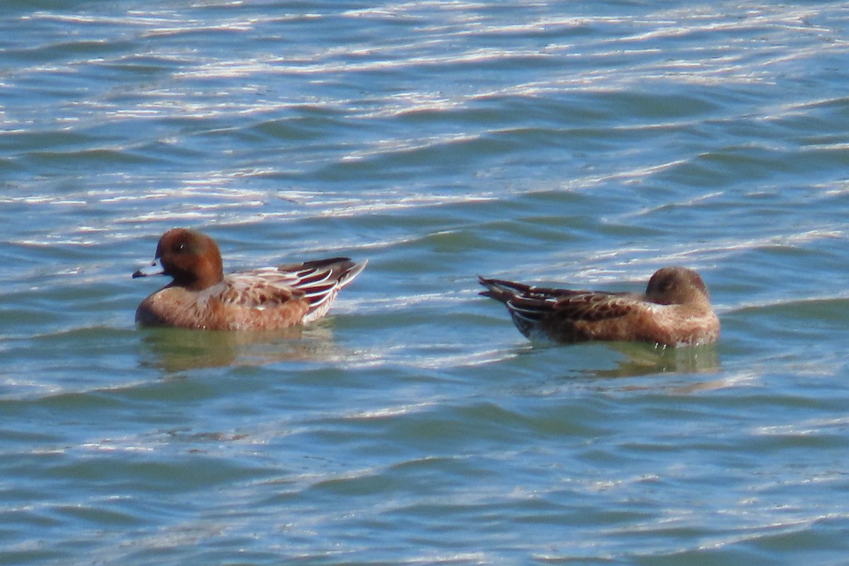 Eurasian Wigeon - ML643172116