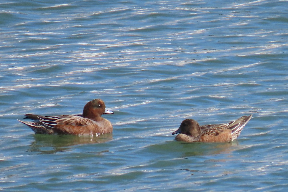 Eurasian Wigeon - ML643172117