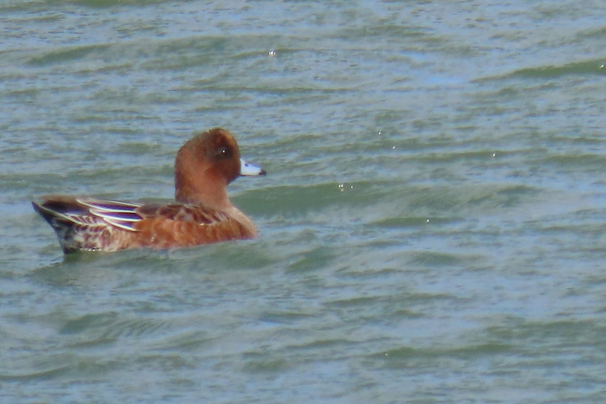 Eurasian Wigeon - ML643172118