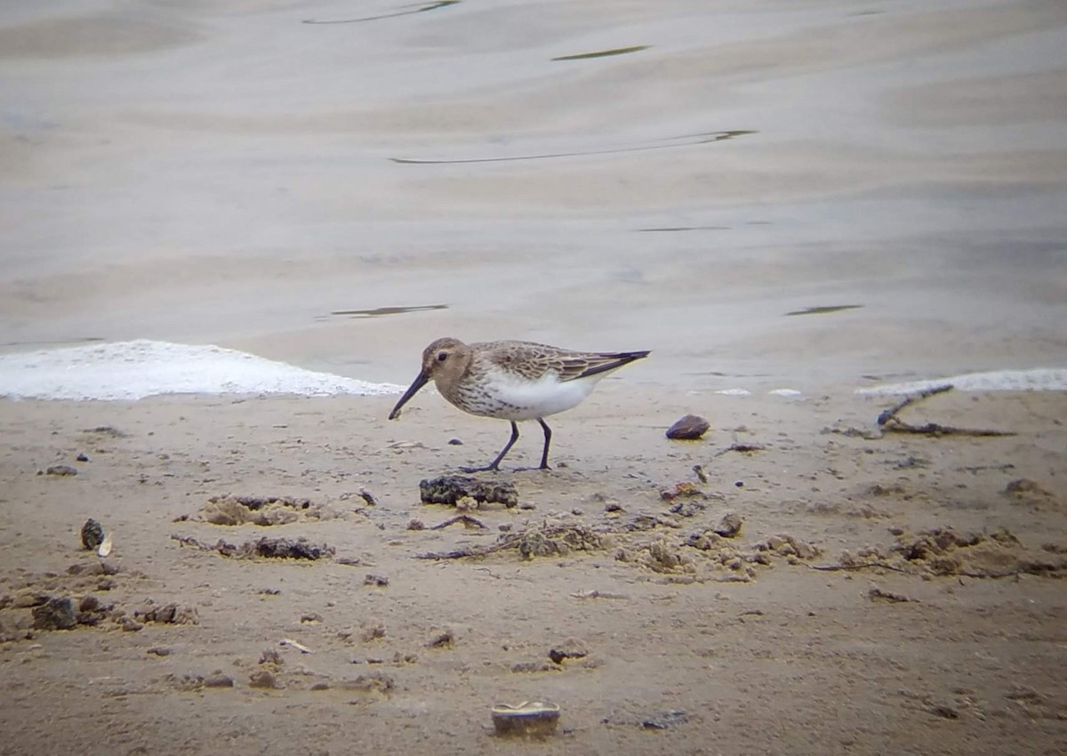 Dunlin - ML643172124