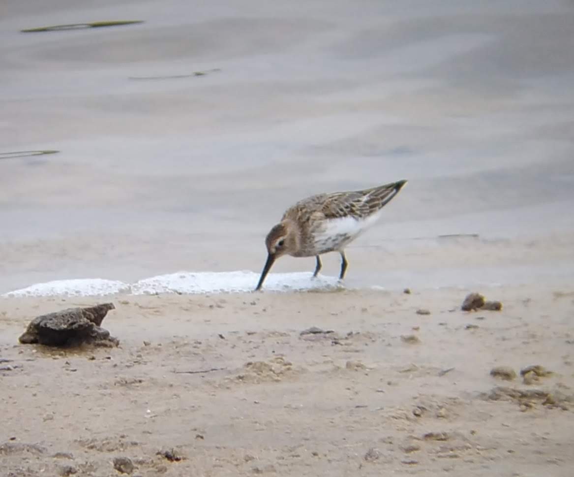 Dunlin - ML643172125