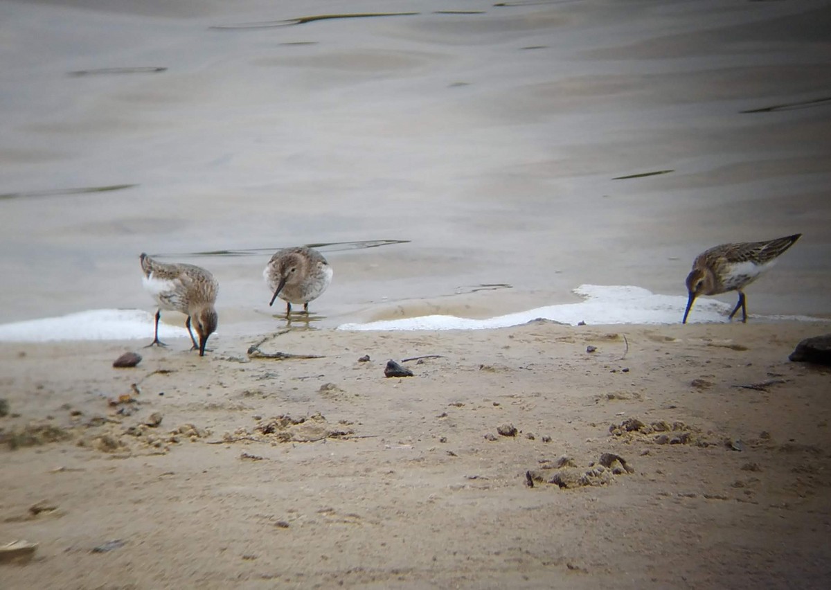 Dunlin - ML643172126