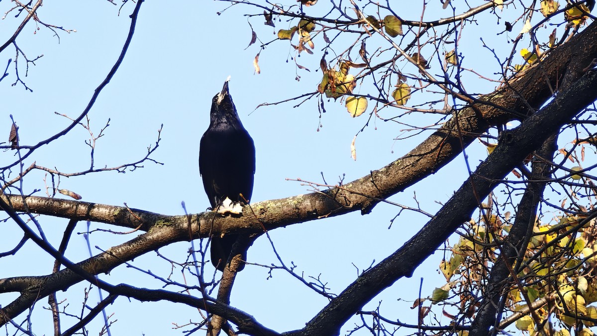 Rook - ML643172181