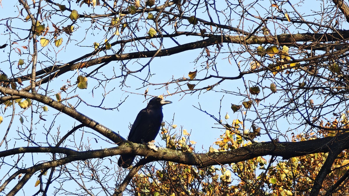 Rook - ML643172182