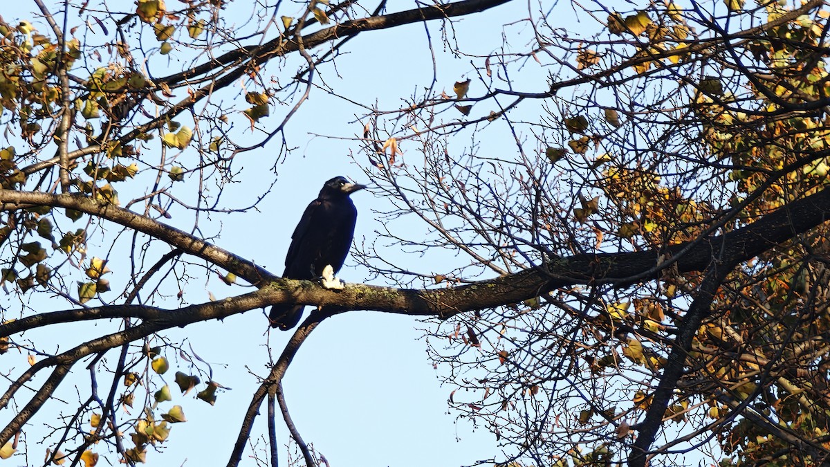 Rook - ML643172183