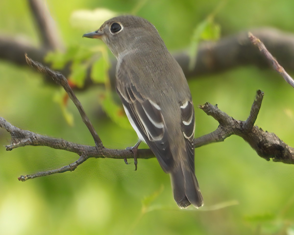 Asian Brown Flycatcher - ML643172202