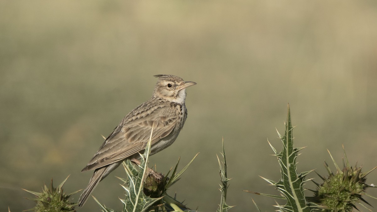 Cochevis huppé - ML643172234