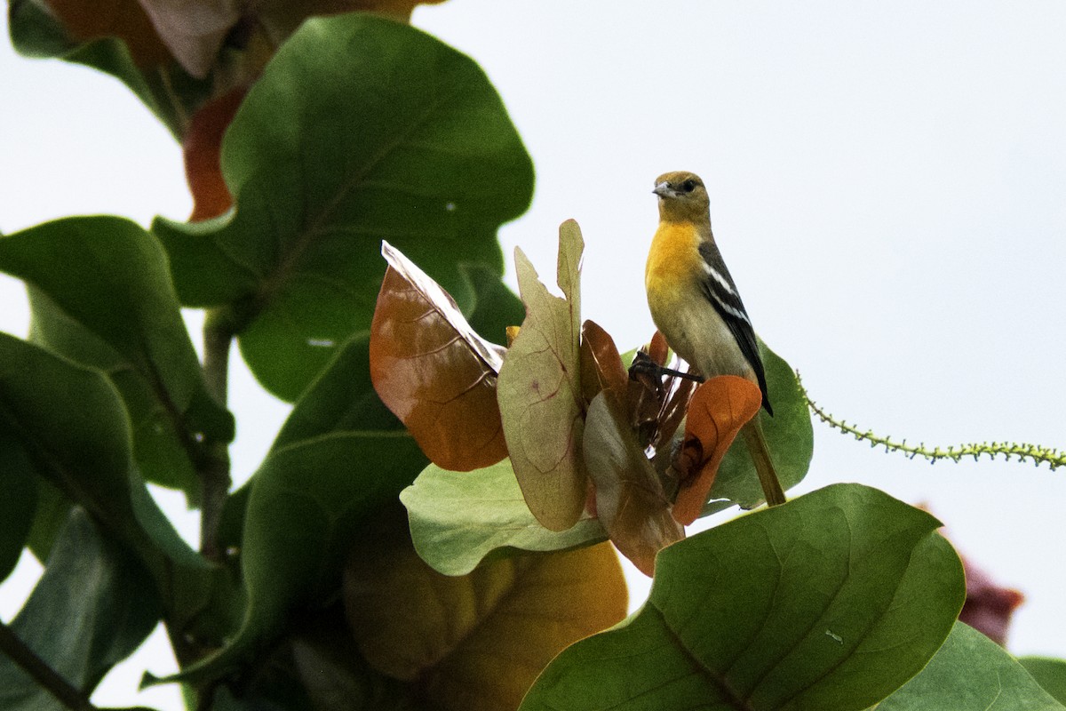 trupiál baltimorský - ML643172279