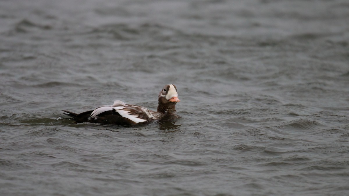 Spectacled Eider - ML643172291